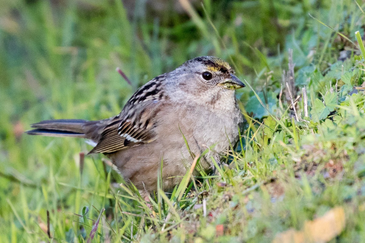 Golden-crowned Sparrow - Garrett Lau