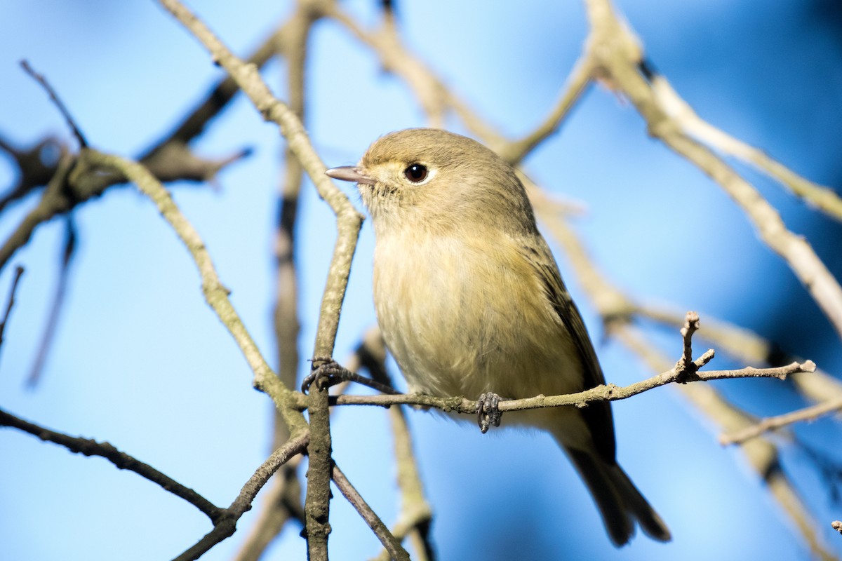 Hutton's Vireo - Garrett Lau