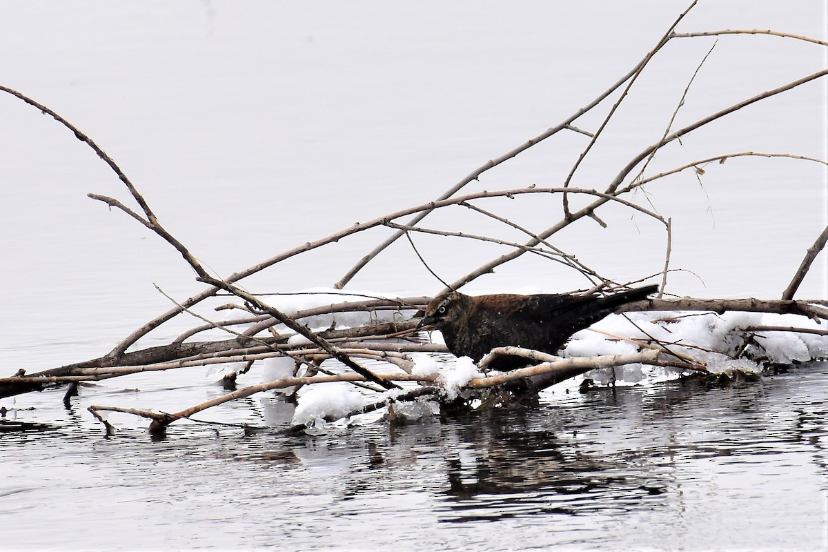 Rusty Blackbird - ML141983051