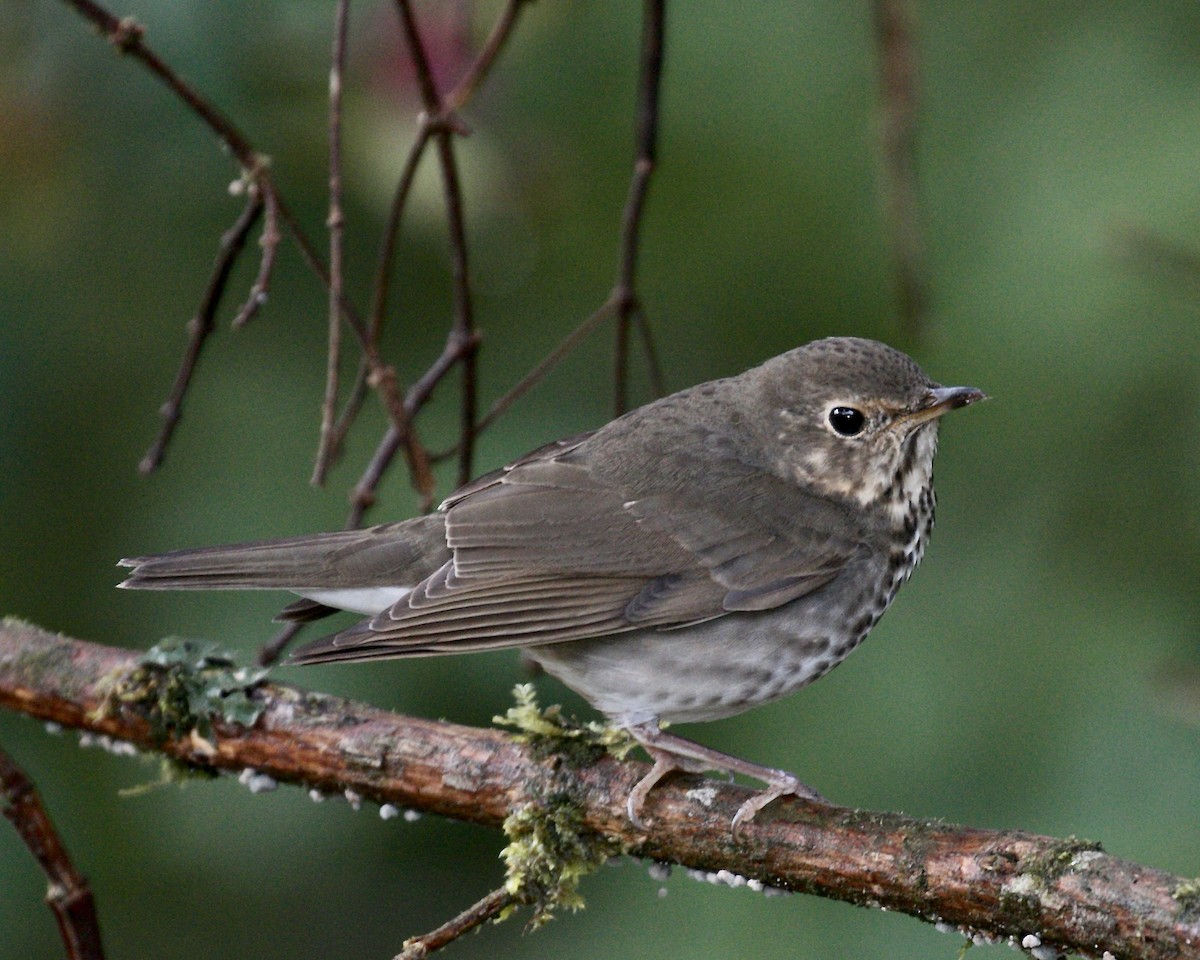 Swainson's Thrush - ML141983191