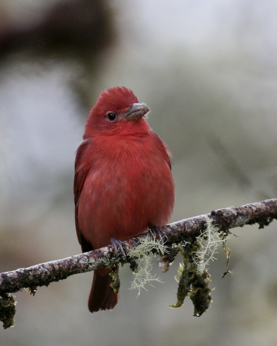 Summer Tanager - ML141983531