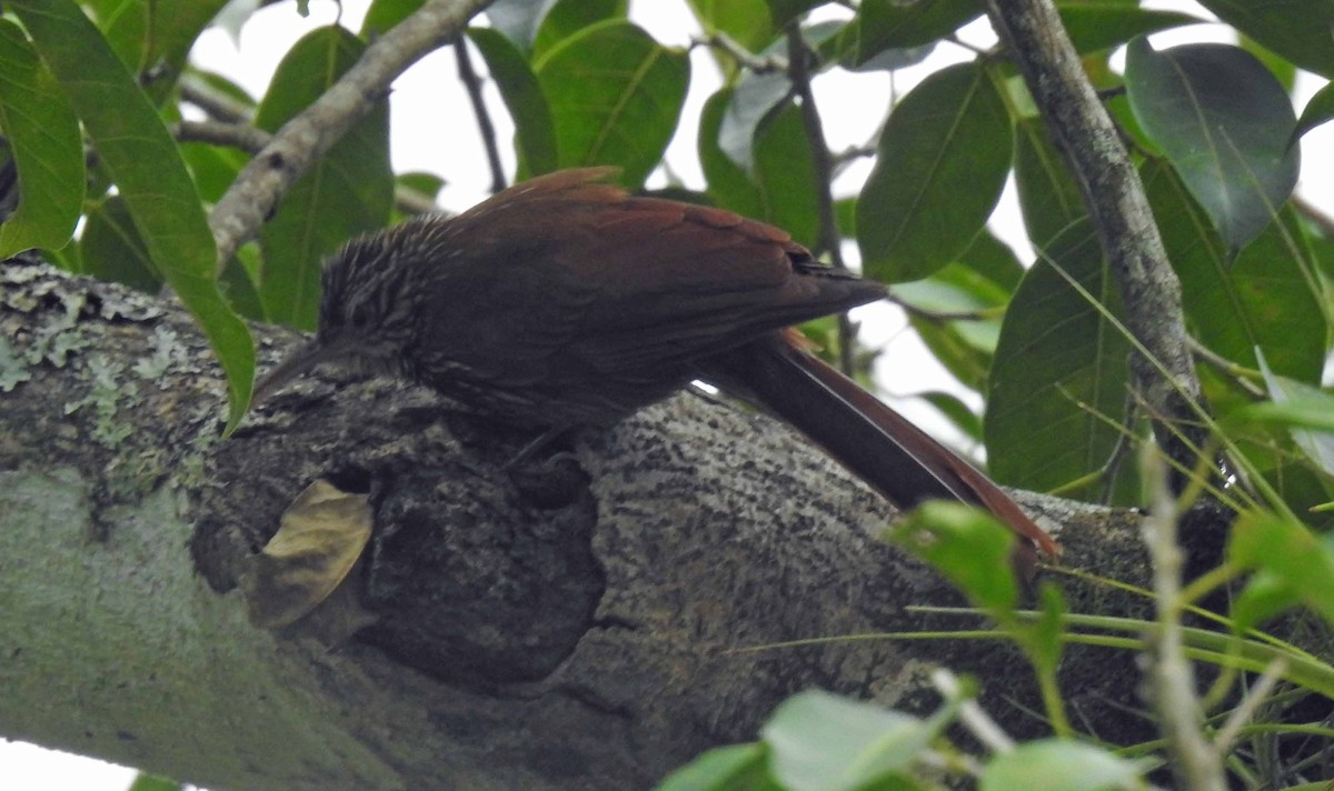 Streak-headed Woodcreeper - ML141983841