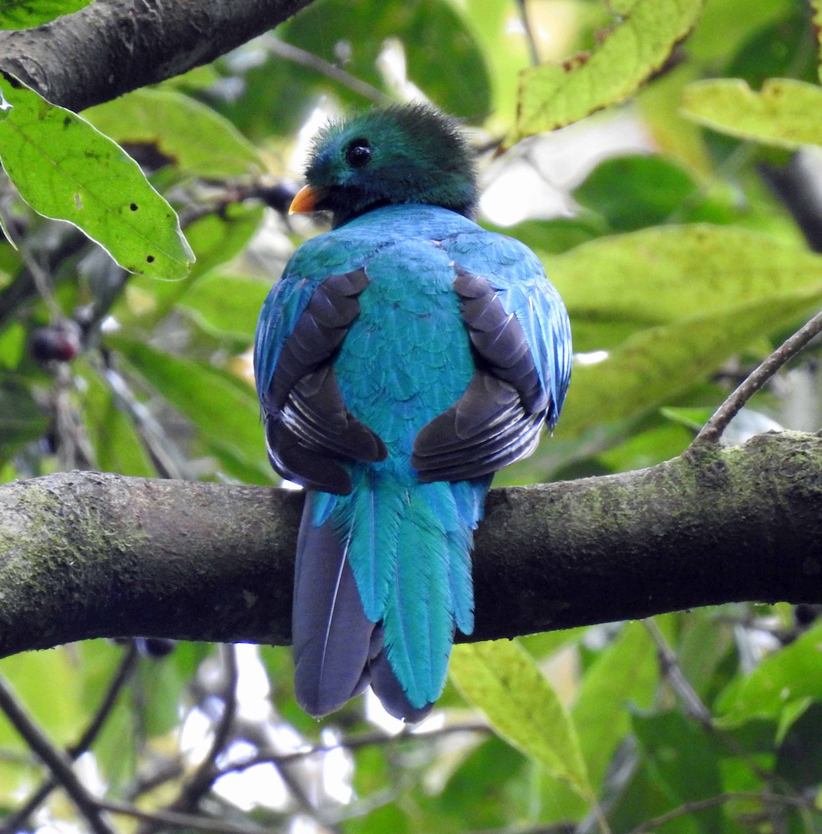 Quetzal Guatemalteco - ML141983941