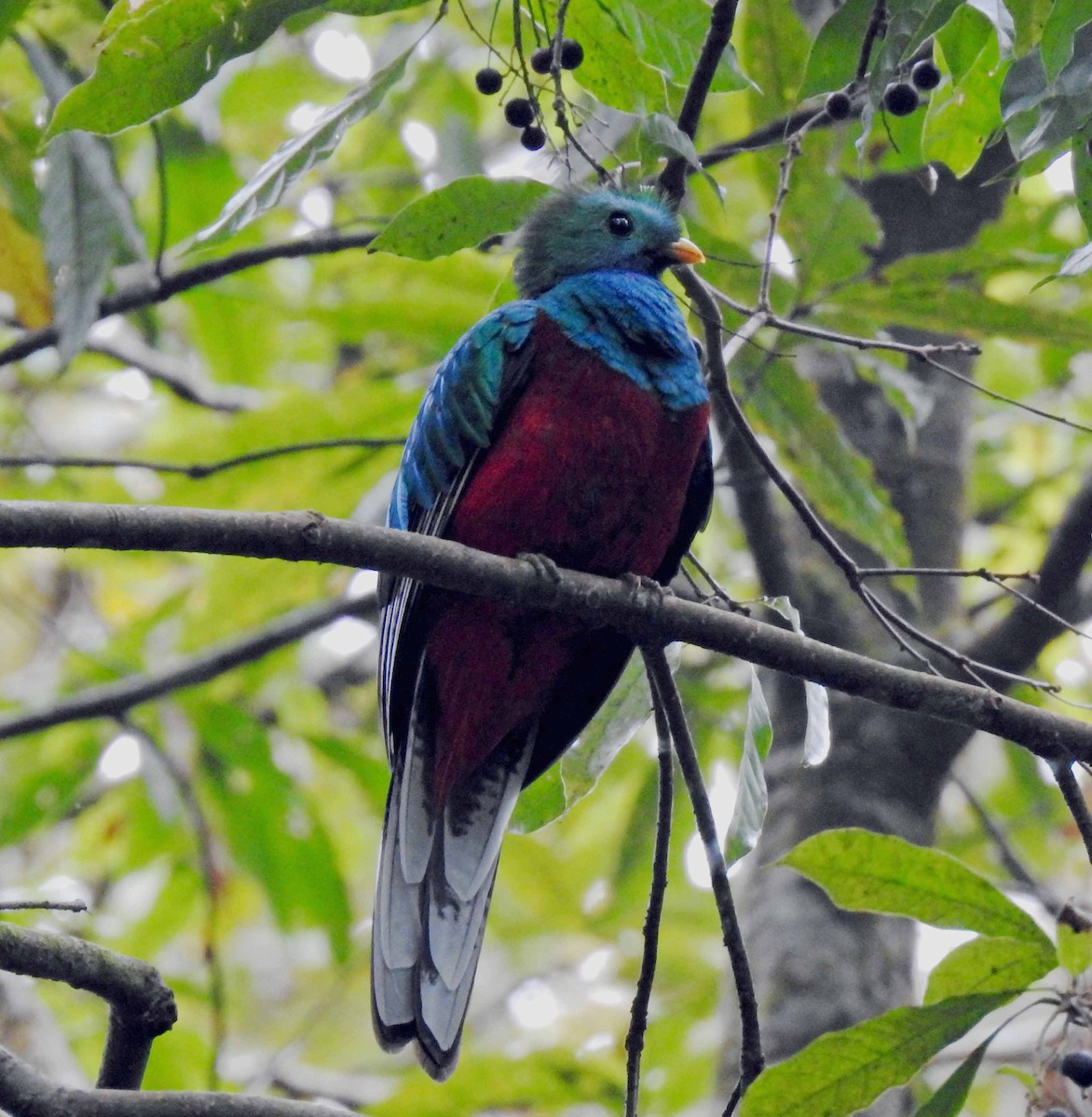 Quetzal Guatemalteco - ML141984061