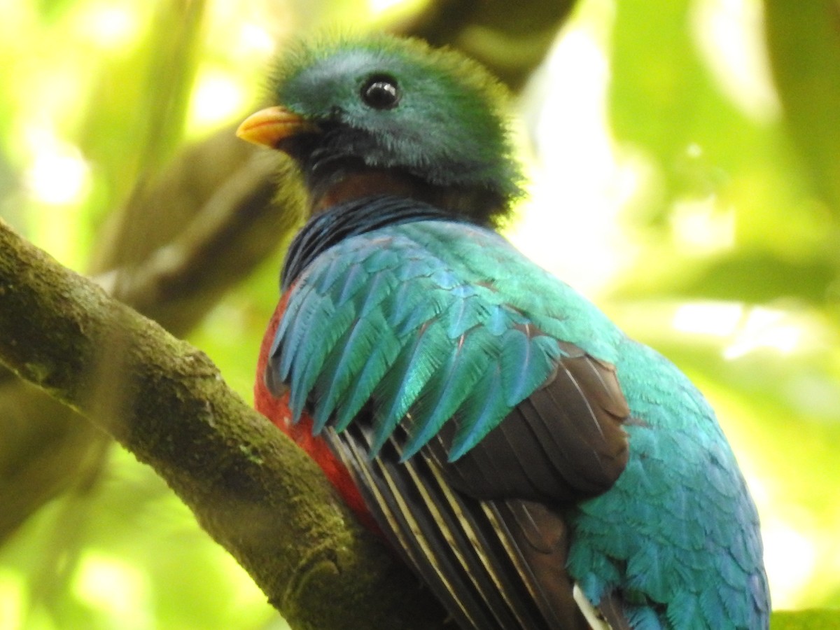 Quetzal Guatemalteco - ML141984171