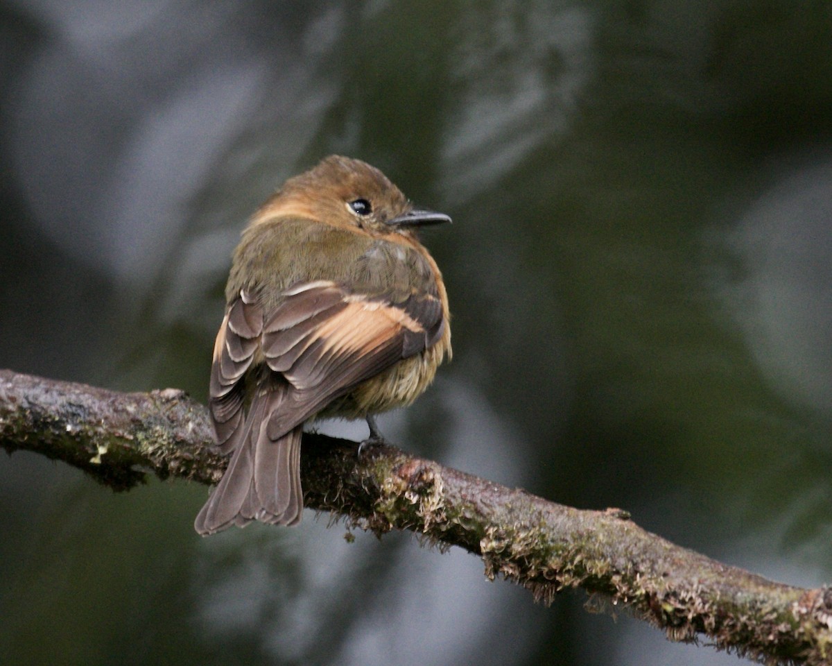 Cinnamon Flycatcher - ML141984241