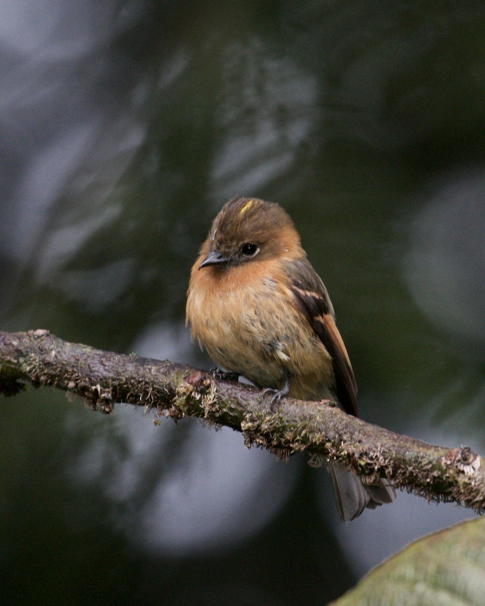 Cinnamon Flycatcher - ML141984251