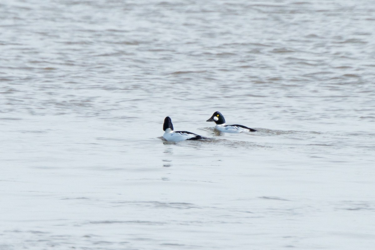 Common Goldeneye - ML141984731