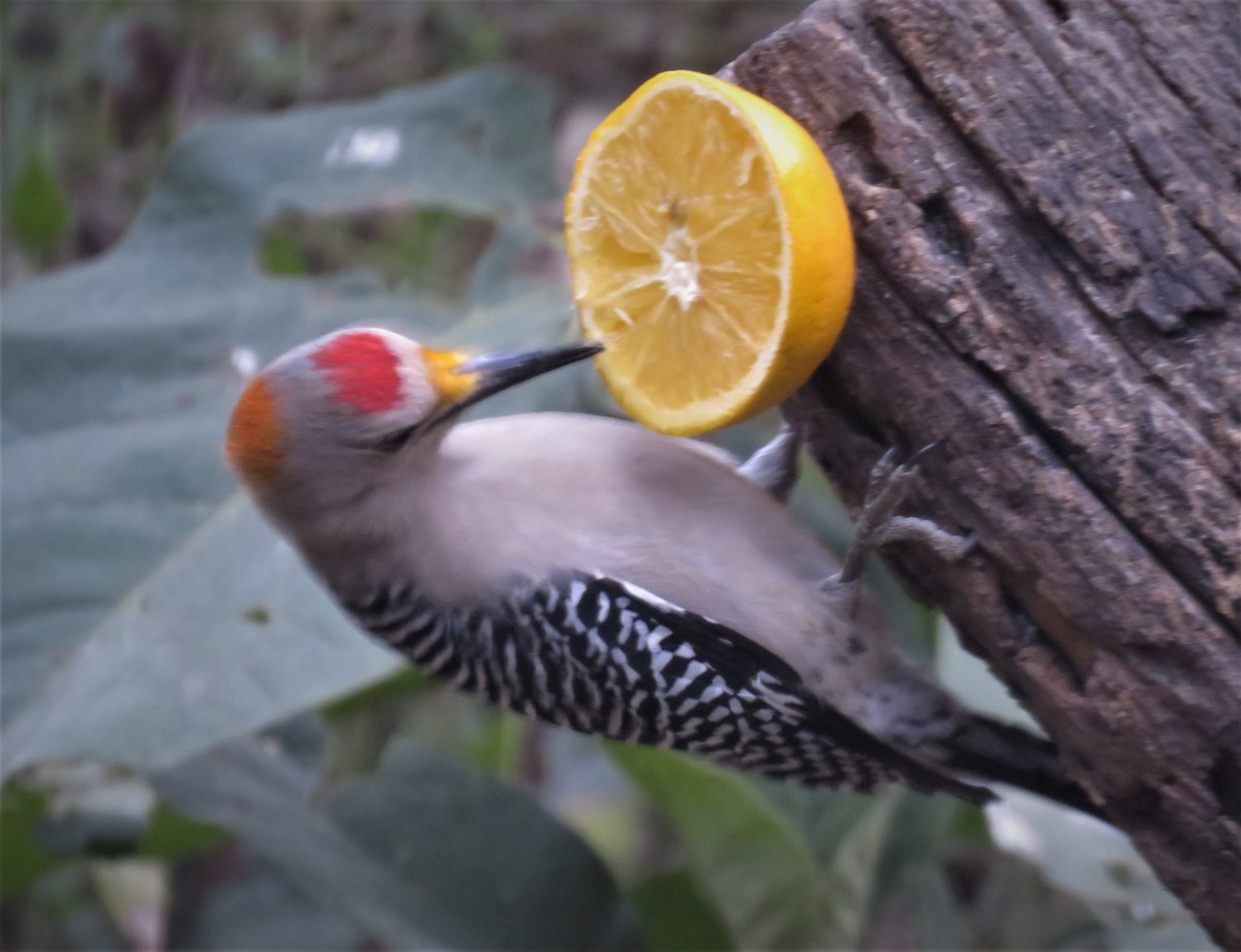 Golden-fronted Woodpecker - judy parrot-willis