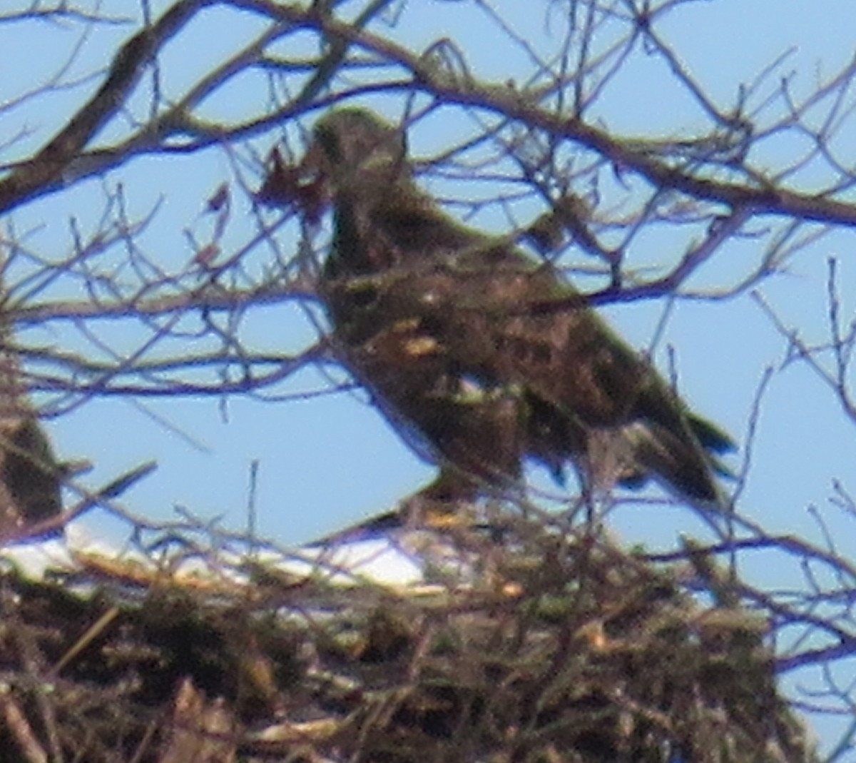 Bald Eagle - ML141985241