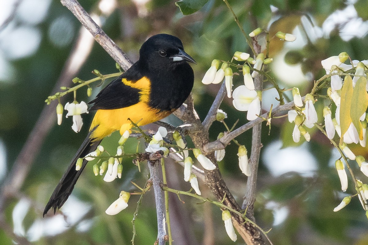 Black-cowled Oriole - ML141985301