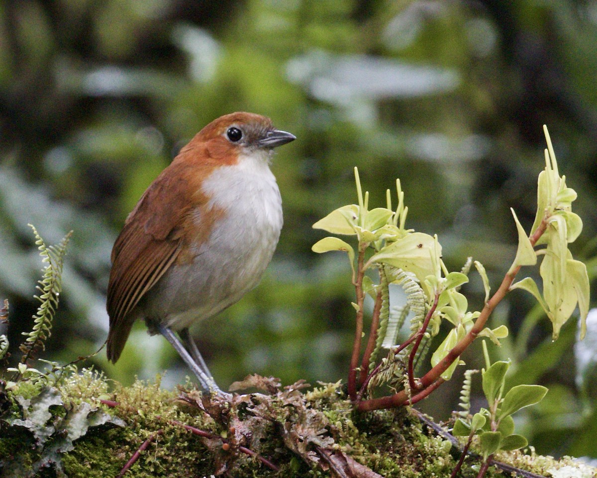 White-bellied Antpitta - ML141985451