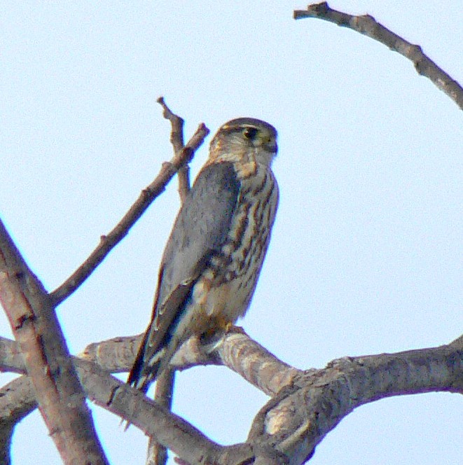 Merlin (Prairie) - Steven Mlodinow