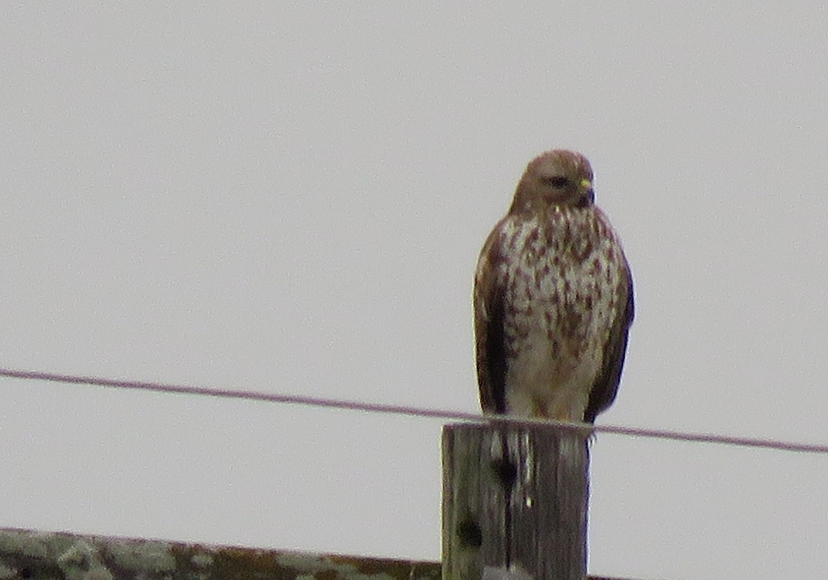 Red-shouldered Hawk - ML141985931