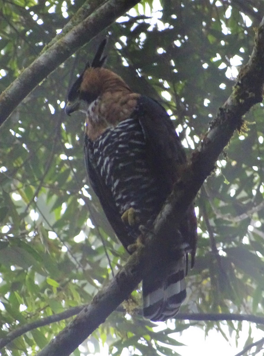 Águila Galana - ML141986071