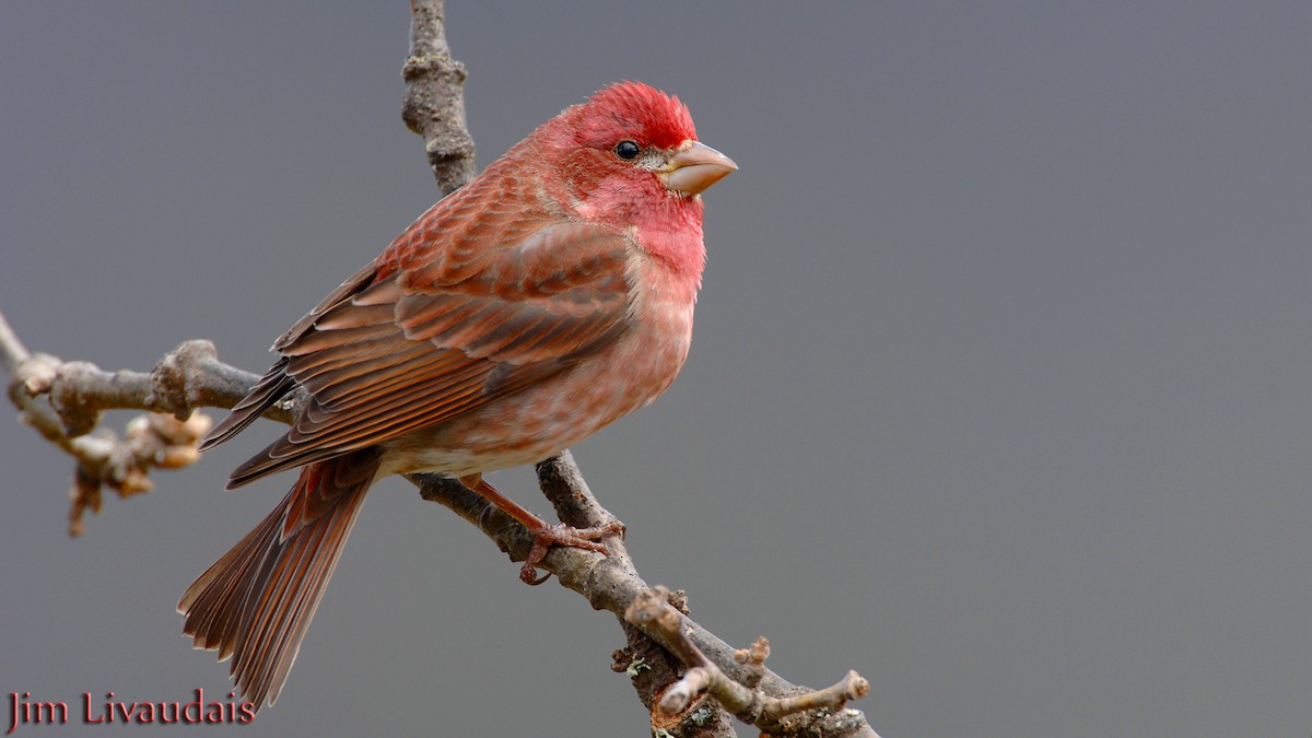 Purple Finch - ML141986291