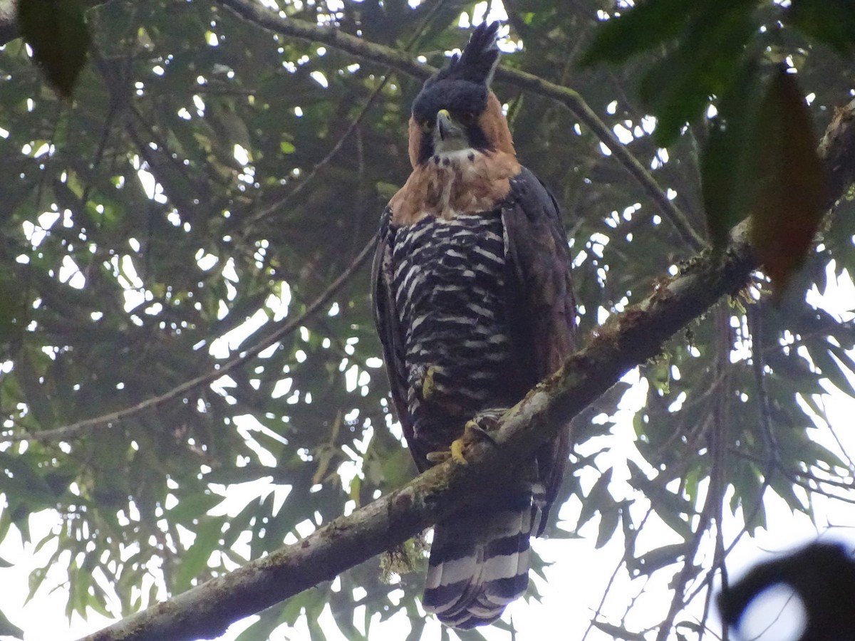 Aigle orné - ML141986361