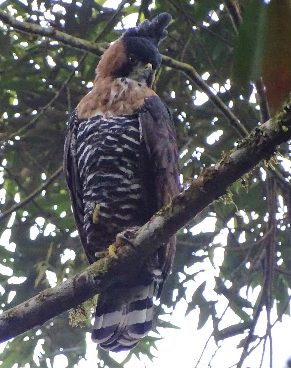 Ornate Hawk-Eagle - Alfonso Auerbach