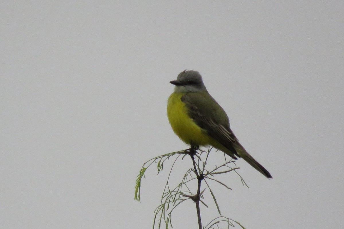 Couch's Kingbird - ML141986721