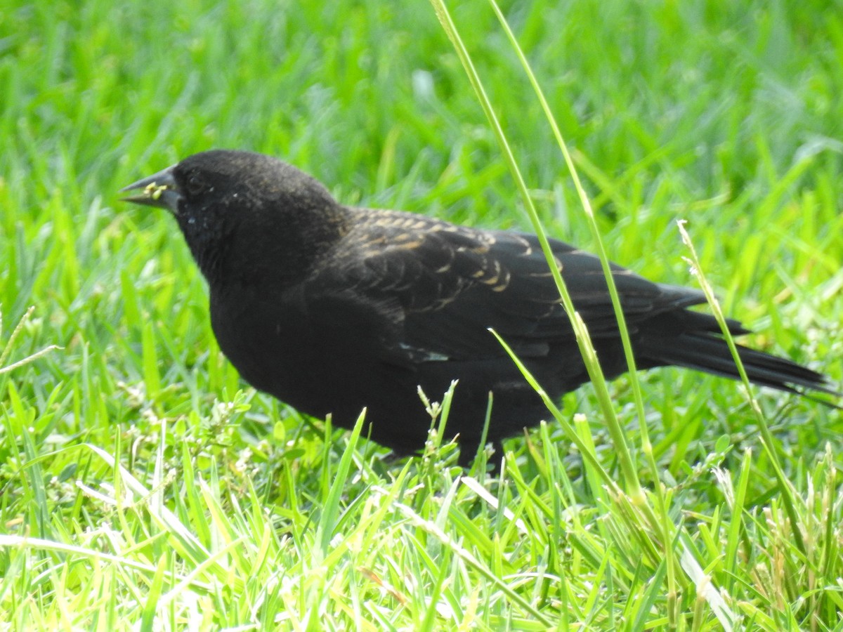 Tricolored Blackbird - ML141986901