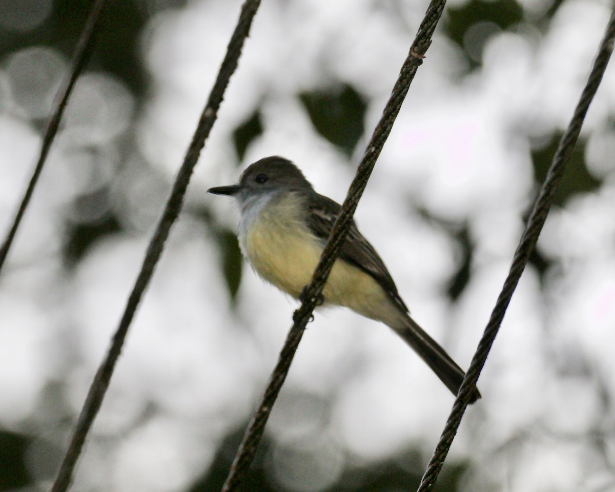 Pale-edged Flycatcher - ML141986991