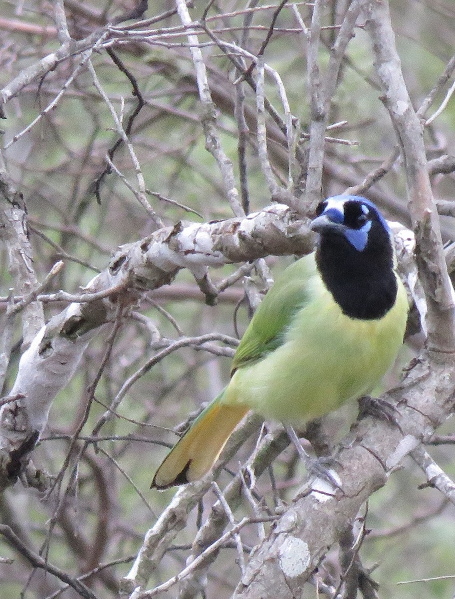 Green Jay - ML141987231