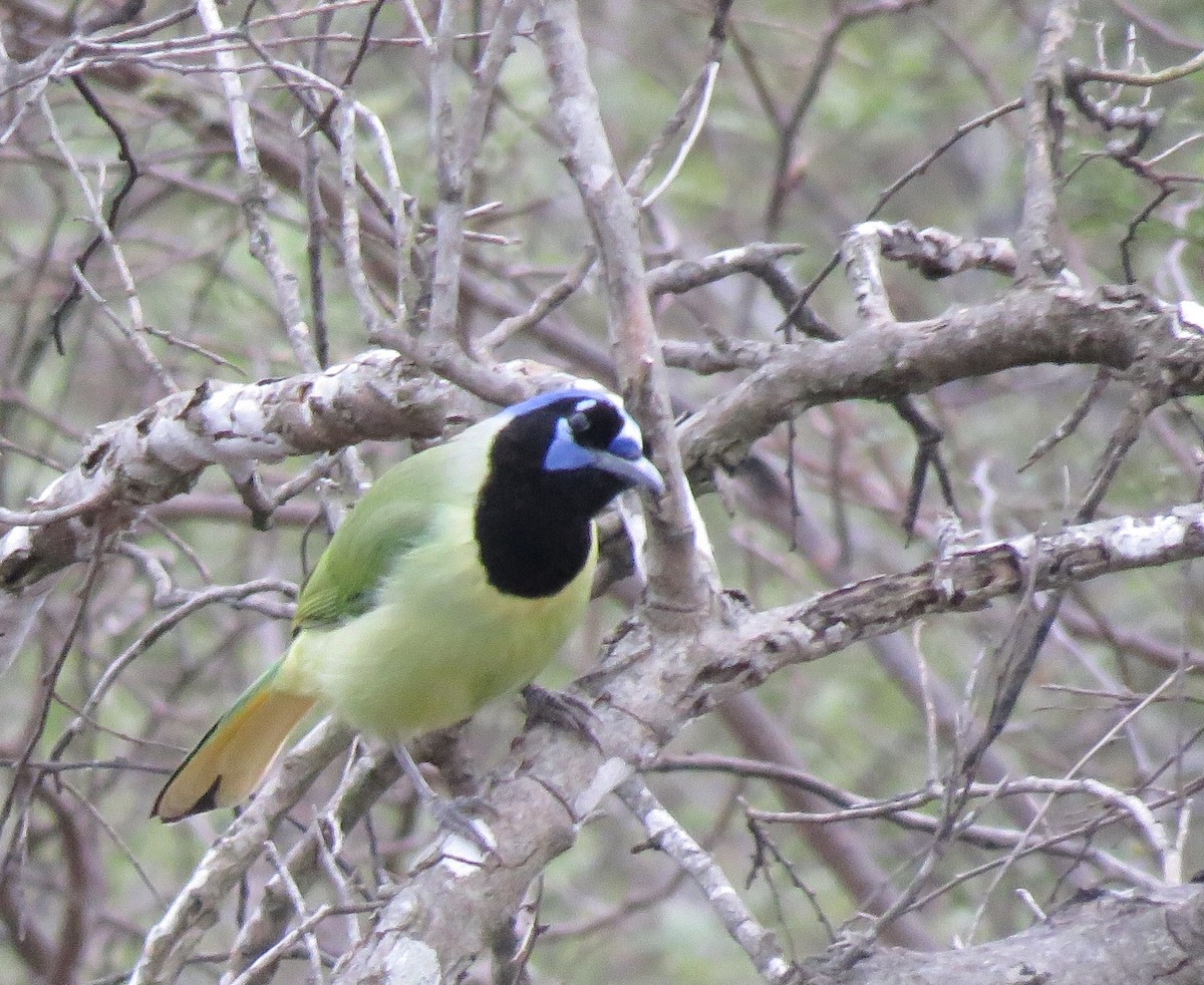 Green Jay - ML141987241