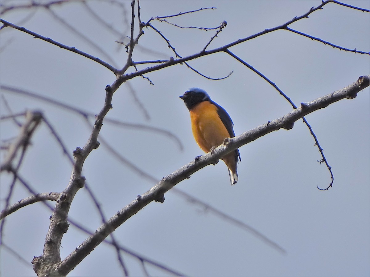 Elegant Euphonia - Alfonso Auerbach