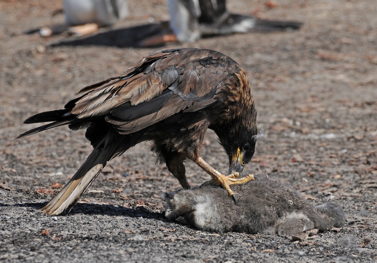 Caracara austral - ML141987951