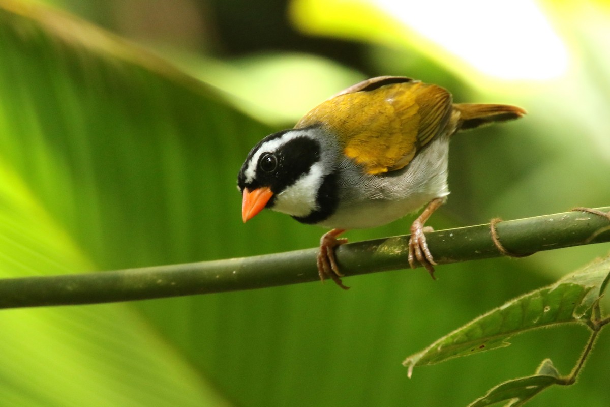 Orange-billed Sparrow - ML141988281