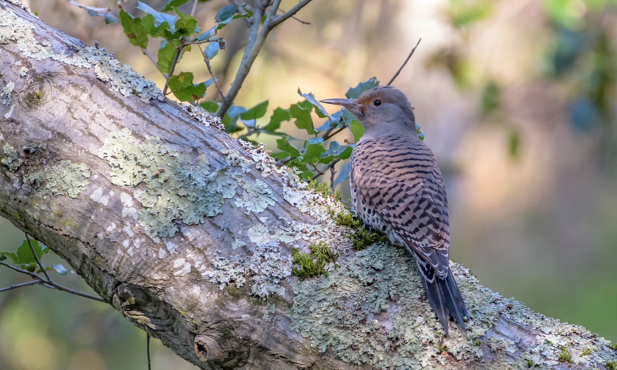 Northern Flicker - ML141988551