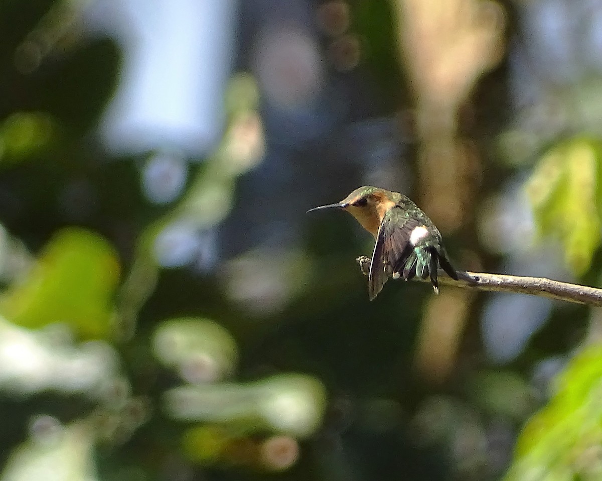 Sparkling-tailed Hummingbird - Alfonso Auerbach