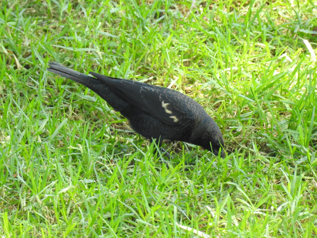 Tricolored Blackbird - ML141989071