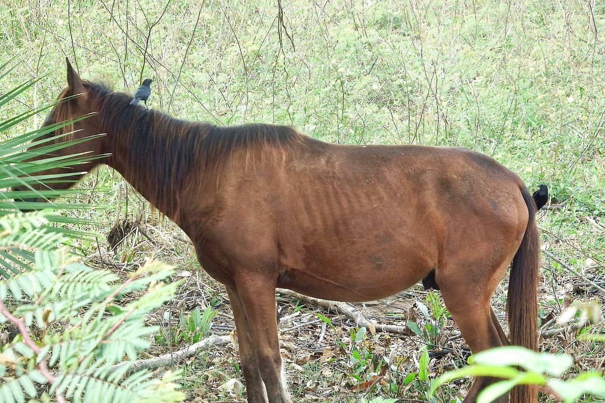 Zanate Cubano - ML141989331