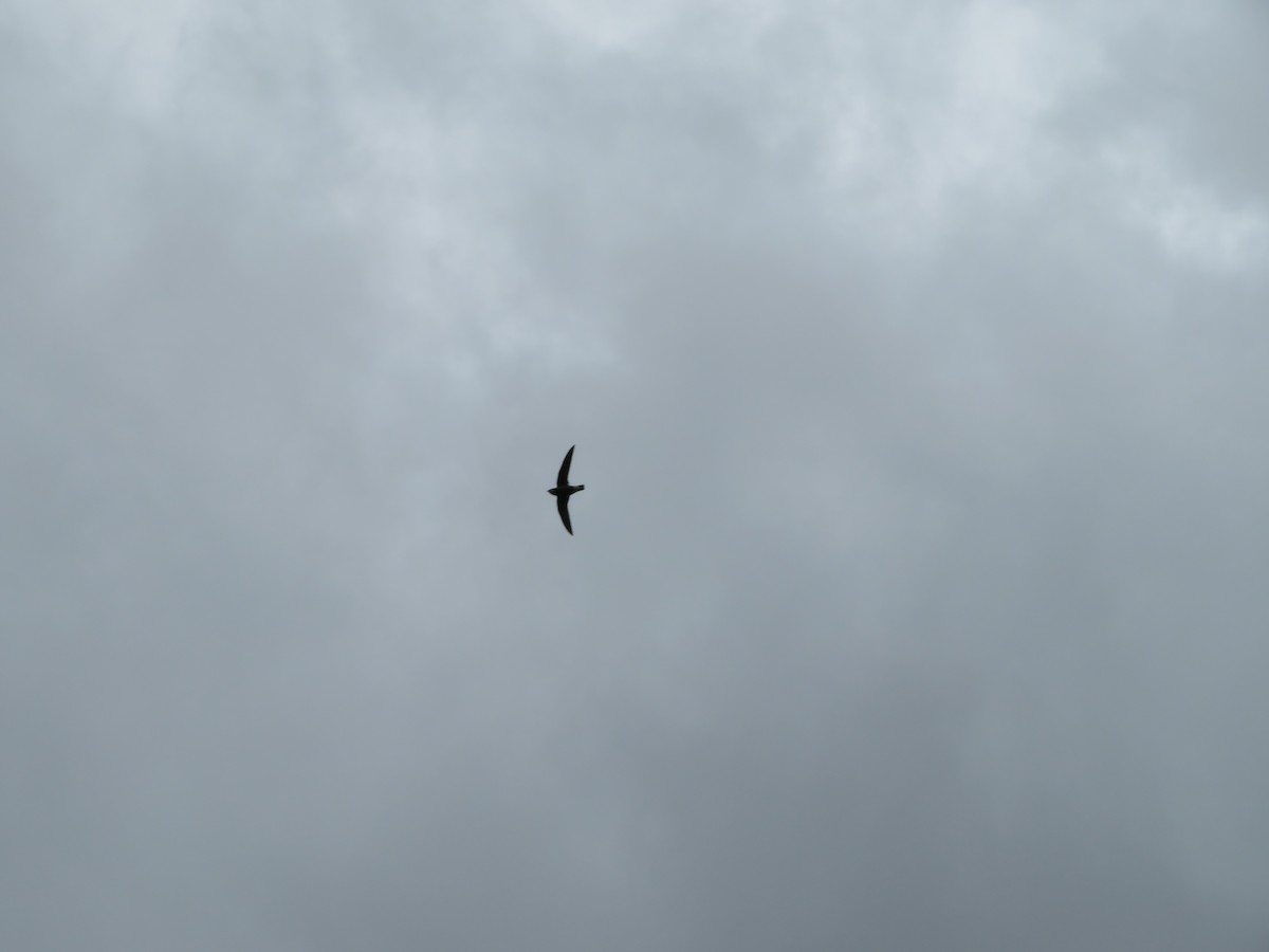 White-throated Needletail - ML141990221