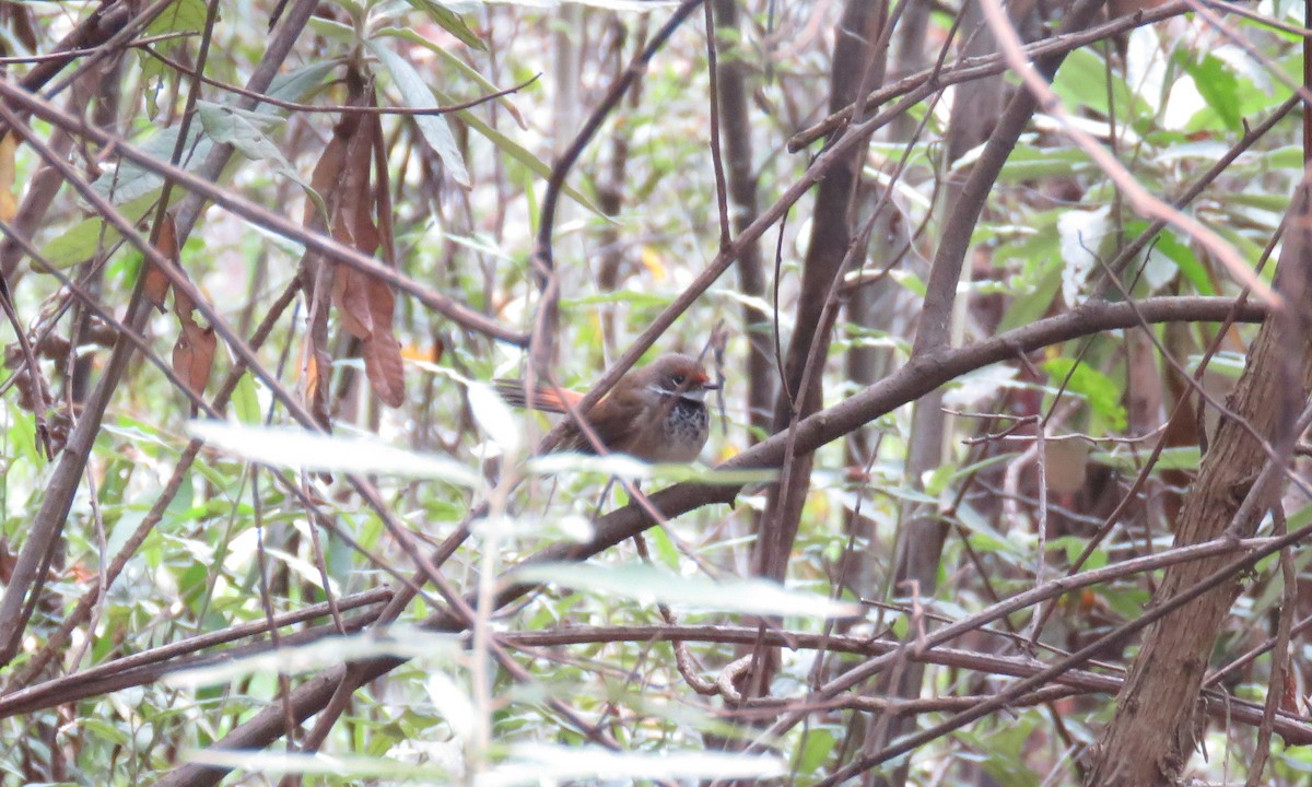 Australian Rufous Fantail - ML141990411