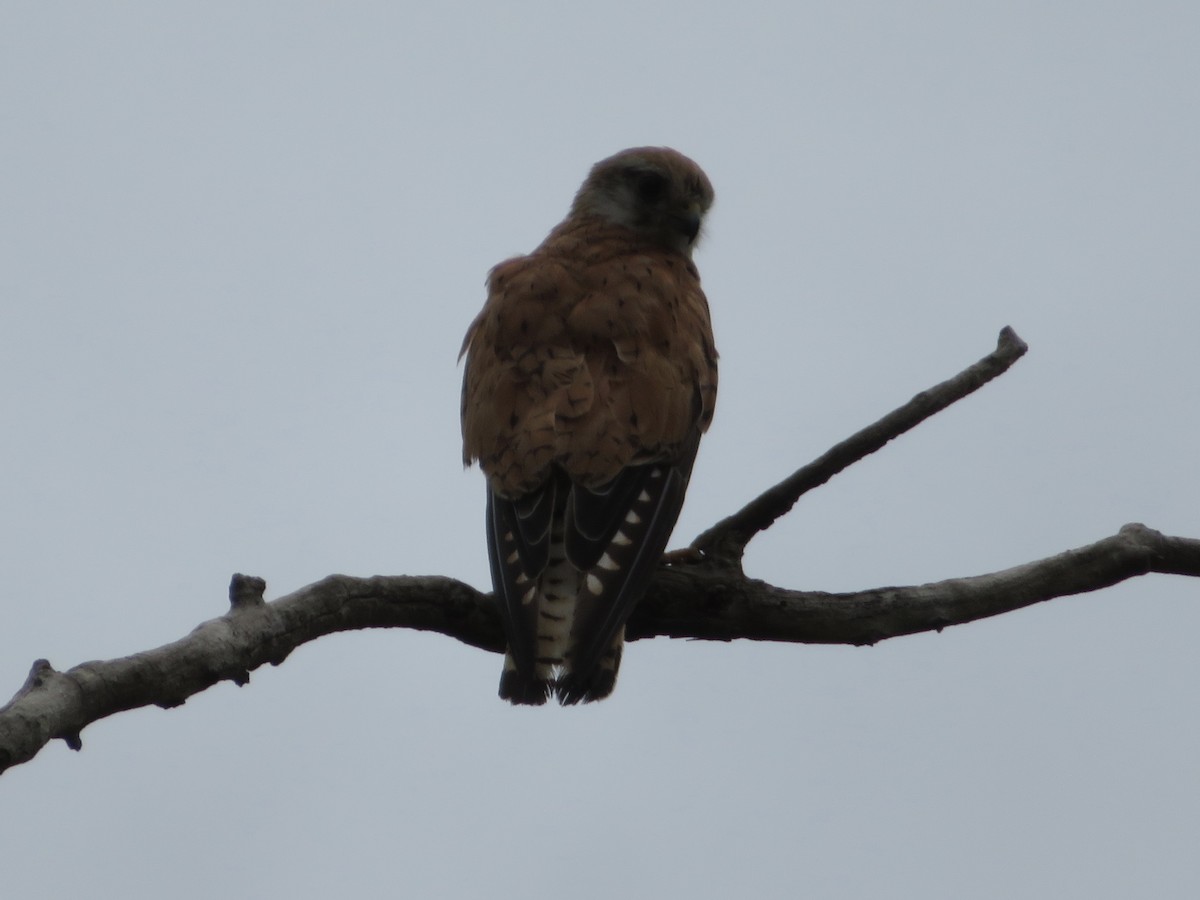 Nankeen Kestrel - ML141990431