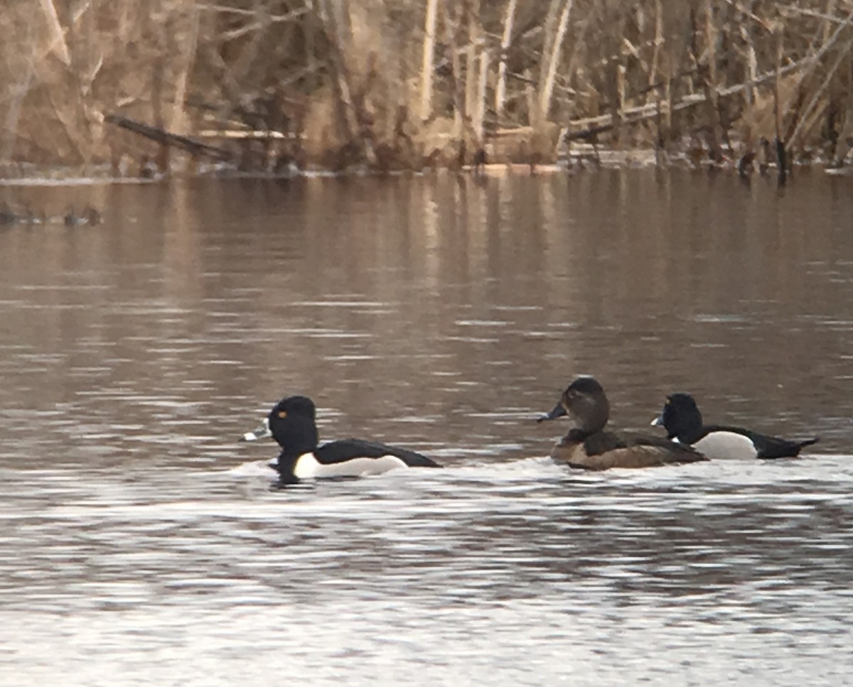 Ring-necked Duck - ML141991151