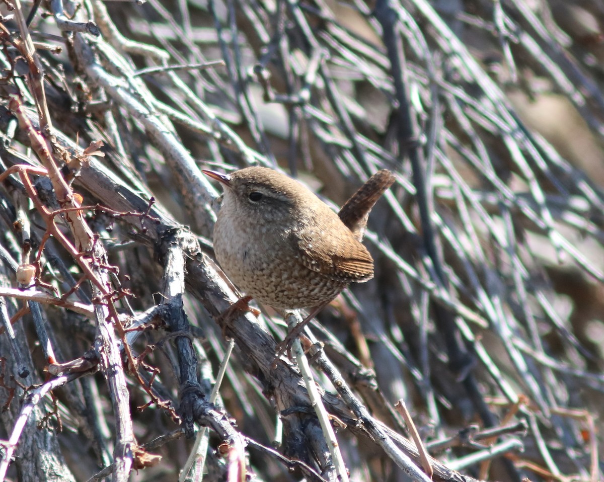 Winter Wren - John Drummond