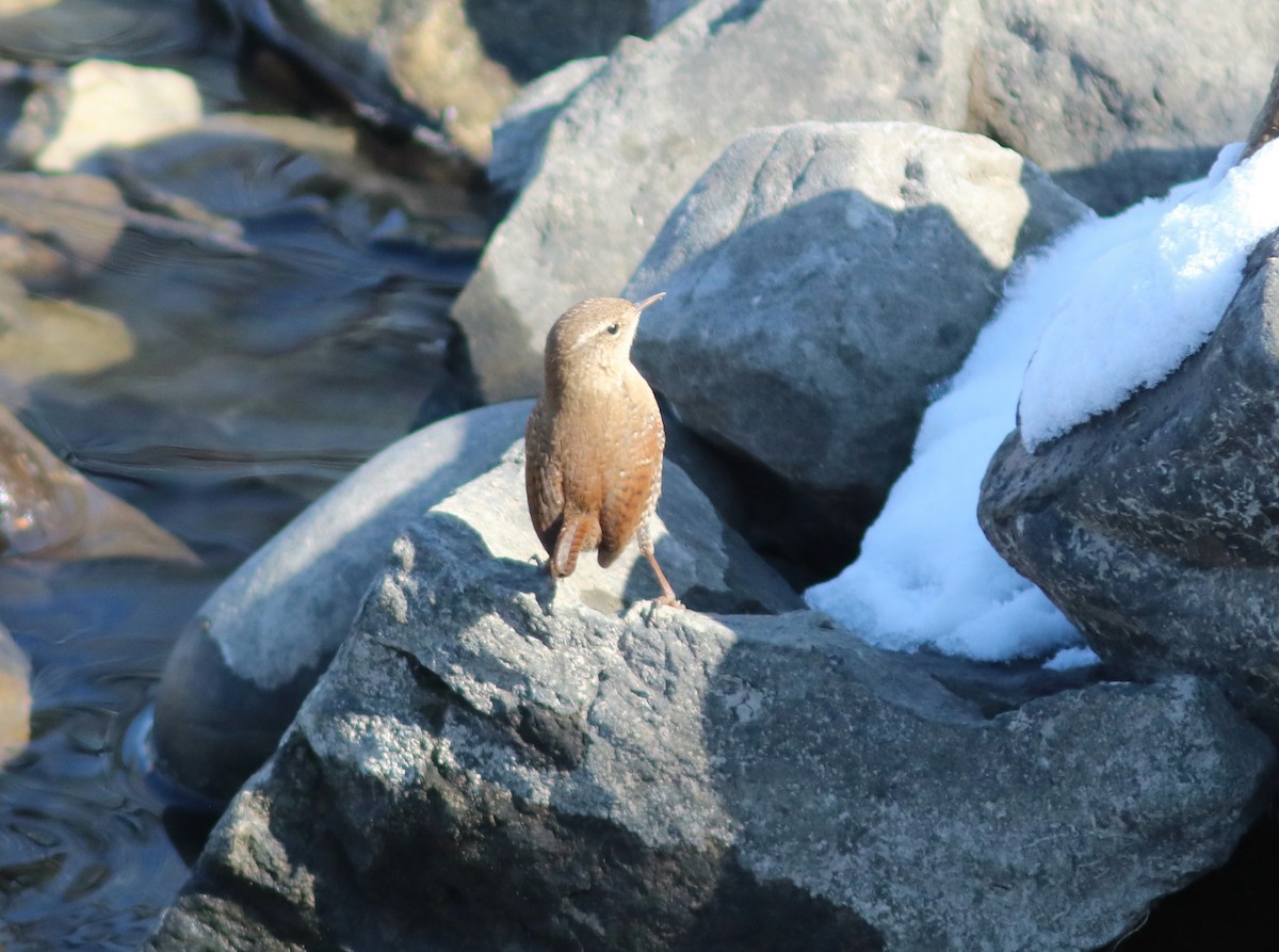 Winter Wren - ML141991231