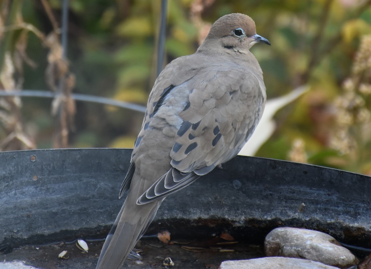 Mourning Dove - ML141991371