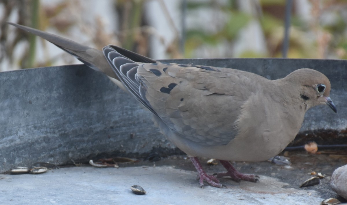 Mourning Dove - ML141991401