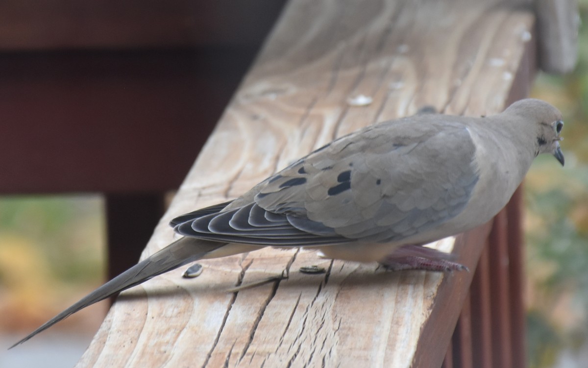 Mourning Dove - ML141991411