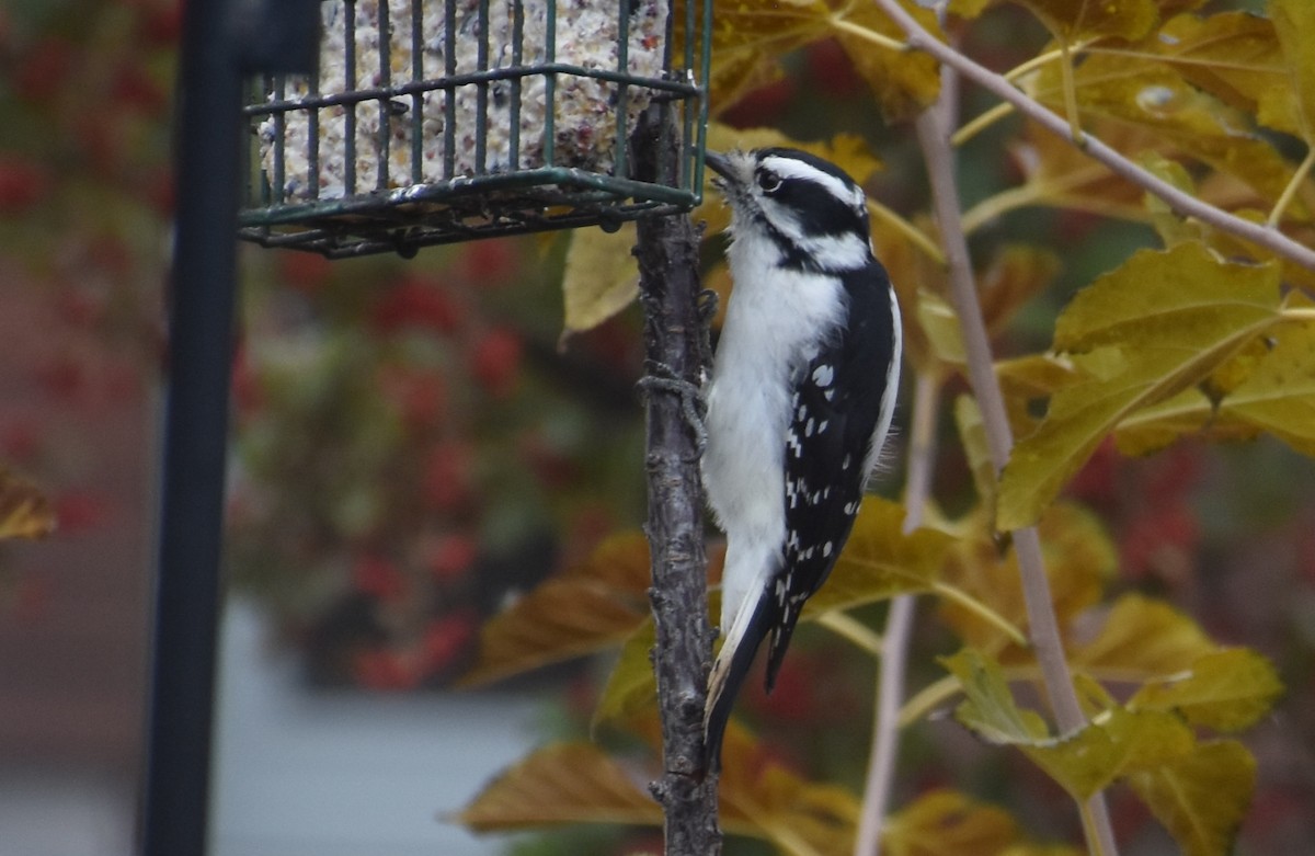 Downy Woodpecker - ML141991481