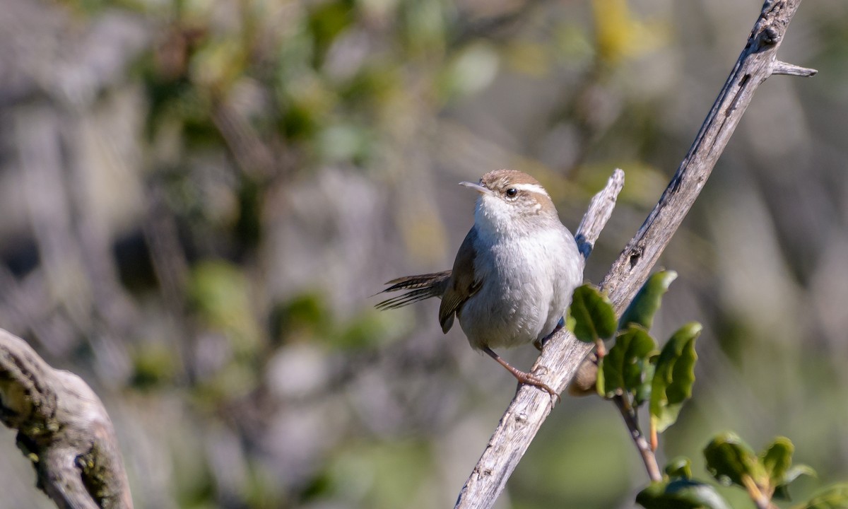 Bewick's Wren - Becky Matsubara