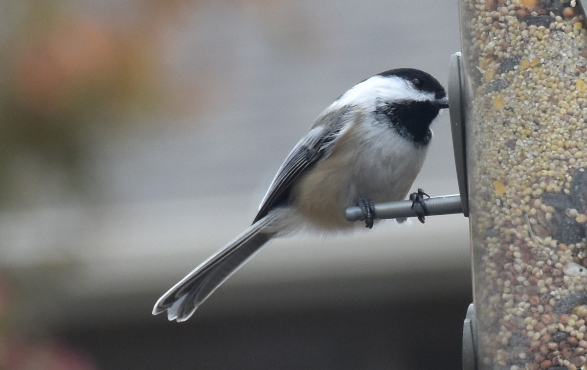 Black-capped Chickadee - ML141991571