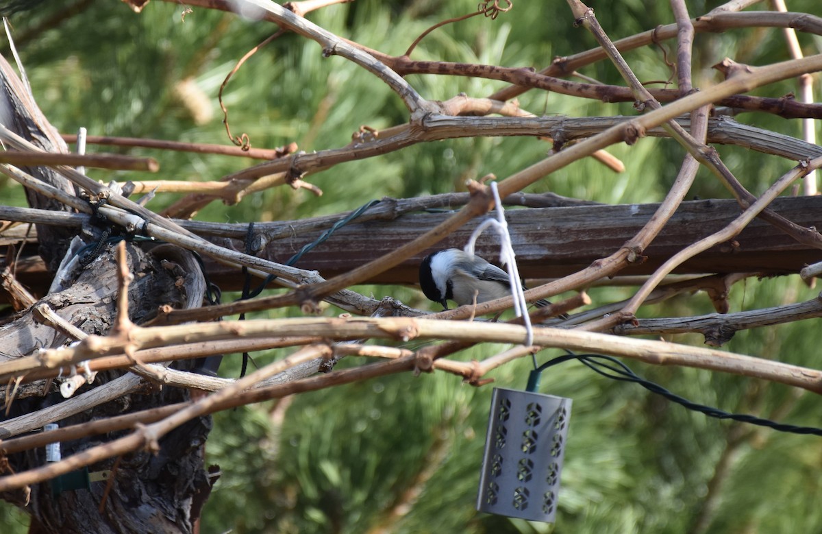 Black-capped Chickadee - ML141991641