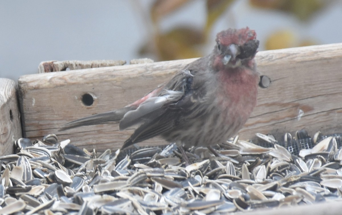 House Finch - ML141991761