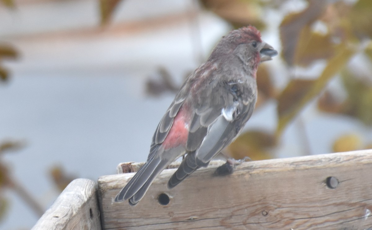 House Finch - ML141991781