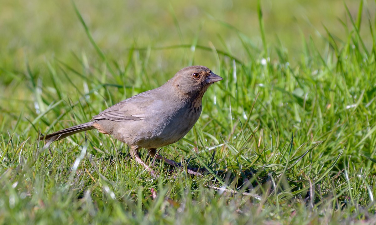 California Towhee - ML141991821